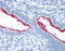 Mucin 16, Cell Surface Associated antibody, 51-138, ProSci, Immunohistochemistry frozen image 
