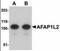 Actin Filament Associated Protein 1 Like 2 antibody, orb94285, Biorbyt, Western Blot image 