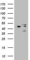MAPK Activated Protein Kinase 5 antibody, CF804233, Origene, Western Blot image 