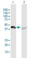 Heterogeneous Nuclear Ribonucleoprotein D antibody, H00003184-B01P, Novus Biologicals, Western Blot image 