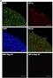 HIF1-alpha antibody, NB100-134, Novus Biologicals, Immunofluorescence image 