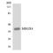 MAS Related GPR Family Member X4 antibody, LS-B11749, Lifespan Biosciences, Western Blot image 