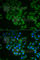 CD247 Molecule antibody, A2058, ABclonal Technology, Immunofluorescence image 
