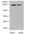 Holliday Junction Recognition Protein antibody, A56118-100, Epigentek, Western Blot image 