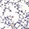 Integrator Complex Subunit 6 antibody, GTX33271, GeneTex, Immunohistochemistry paraffin image 