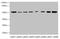 Phosphatidylglycerophosphate Synthase 1 antibody, CSB-PA653479LA01HU, Cusabio, Western Blot image 