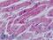 Adrenoceptor Alpha 2C antibody, LS-B9139, Lifespan Biosciences, Immunohistochemistry paraffin image 