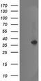 Nudix Hydrolase 18 antibody, MA5-25752, Invitrogen Antibodies, Western Blot image 