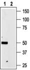 Purinergic Receptor P2X 4 antibody, PA5-77663, Invitrogen Antibodies, Western Blot image 