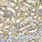 Diacylglycerol Kinase Epsilon antibody, A7752, ABclonal Technology, Immunohistochemistry paraffin image 