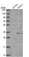 Acrosomal Vesicle Protein 1 antibody, NBP1-88038, Novus Biologicals, Western Blot image 