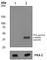 Protein Kinase CAMP-Activated Catalytic Subunit Gamma antibody, ab75991, Abcam, Western Blot image 