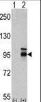 Fibroblast Growth Factor Receptor 4 antibody, LS-B3617, Lifespan Biosciences, Western Blot image 