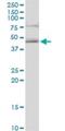 Homer Scaffold Protein 3 antibody, H00009454-B01P, Novus Biologicals, Western Blot image 