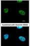 WT1 Associated Protein antibody, PA5-27768, Invitrogen Antibodies, Immunofluorescence image 