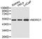 N-Myc Downstream Regulated 1 antibody, LS-C192955, Lifespan Biosciences, Western Blot image 