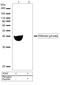 AKT1 Substrate 1 antibody, 710089, Invitrogen Antibodies, Western Blot image 