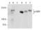 EGFR antibody, sc-03, Santa Cruz Biotechnology, Western Blot image 