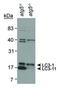 Microtubule Associated Protein 1 Light Chain 3 Alpha antibody, PA5-22709, Invitrogen Antibodies, Western Blot image 