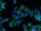 Isovaleryl-CoA Dehydrogenase antibody, 10822-1-AP, Proteintech Group, Immunofluorescence image 