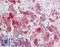 Ectodermal-Neural Cortex 1 antibody, LS-B9563, Lifespan Biosciences, Immunohistochemistry frozen image 