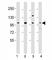 Fibroblast Growth Factor Receptor 4 antibody, F53462-0.4ML, NSJ Bioreagents, Western Blot image 