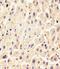 Fibroblast Growth Factor 9 antibody, M02274, Boster Biological Technology, Immunohistochemistry paraffin image 