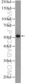 Zinc Finger Protein 215 antibody, 25502-1-AP, Proteintech Group, Western Blot image 