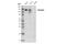 Vinculin antibody, 18799S, Cell Signaling Technology, Western Blot image 