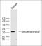 Secretogranin V antibody, orb221892, Biorbyt, Western Blot image 