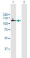 Minichromosome Maintenance 10 Replication Initiation Factor antibody, H00055388-B01P, Novus Biologicals, Western Blot image 