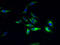 G Protein-Coupled Receptor 84 antibody, A67298-100, Epigentek, Immunofluorescence image 