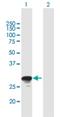 RAB26, Member RAS Oncogene Family antibody, H00025837-B02P, Novus Biologicals, Western Blot image 