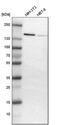Activity Dependent Neuroprotector Homeobox antibody, PA5-52286, Invitrogen Antibodies, Western Blot image 