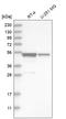 SH3 Domain Containing GRB2 Like, Endophilin B2 antibody, HPA024734, Atlas Antibodies, Western Blot image 