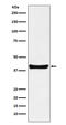 IL-23 antibody, M04132, Boster Biological Technology, Western Blot image 