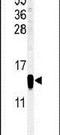 Fatty Acid Binding Protein 7 antibody, PA5-24949, Invitrogen Antibodies, Western Blot image 