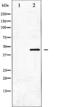 GATA Binding Protein 1 antibody, TA325494, Origene, Western Blot image 