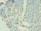 Autophagy Related 9B antibody, LS-C377782, Lifespan Biosciences, Immunohistochemistry frozen image 