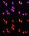 Annexin A3 antibody, GTX65903, GeneTex, Immunofluorescence image 