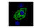 Stearoyl-CoA Desaturase antibody, 2283S, Cell Signaling Technology, Immunofluorescence image 