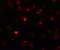 Piwi-like protein 3 antibody, GTX85145, GeneTex, Immunofluorescence image 