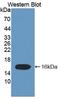 Elongin C antibody, LS-C663471, Lifespan Biosciences, Western Blot image 