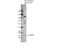 Phosphodiesterase 6D antibody, NBP1-32730, Novus Biologicals, Western Blot image 