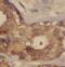 NBR1 Autophagy Cargo Receptor antibody, FNab05568, FineTest, Immunohistochemistry frozen image 