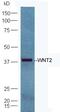 Wnt Family Member 2 antibody, PA5-72438, Invitrogen Antibodies, Western Blot image 