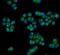 Homeobox C13 antibody, A08167-1, Boster Biological Technology, Immunofluorescence image 