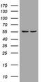 Phosphatidylinositol-4,5-Bisphosphate 3-Kinase Catalytic Subunit Delta antibody, MA5-26520, Invitrogen Antibodies, Western Blot image 