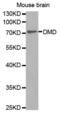 Dystrophin antibody, abx001224, Abbexa, Western Blot image 