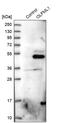 Olfactomedin Like 1 antibody, PA5-58906, Invitrogen Antibodies, Western Blot image 